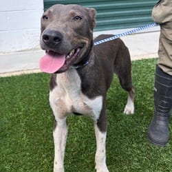 Photo of Strong, adoptable Mixed Breed (Medium) in Ringgold, Georgia