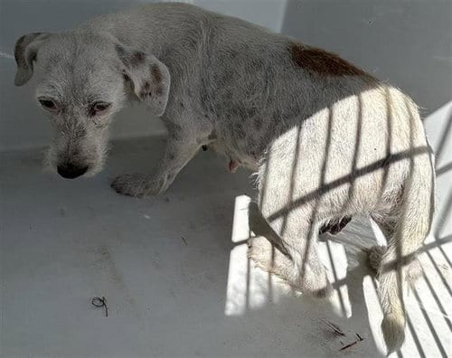 Photo of A663330, adoptable Miniature Schnauzer in Houston, Texas