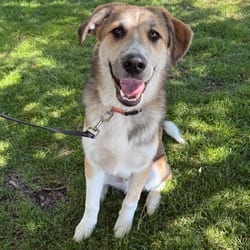 Photo of 594 (2026) Louie, adoptable Great Pyrenees Mixed Breed (Medium) in Parker, Colorado