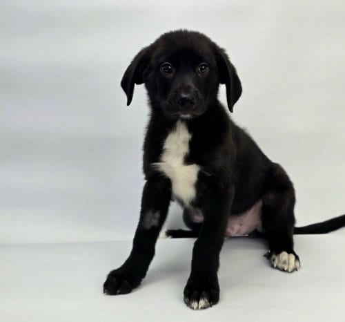 Photo of Winston, adoptable Labrador Retriever in Sedalia, Colorado