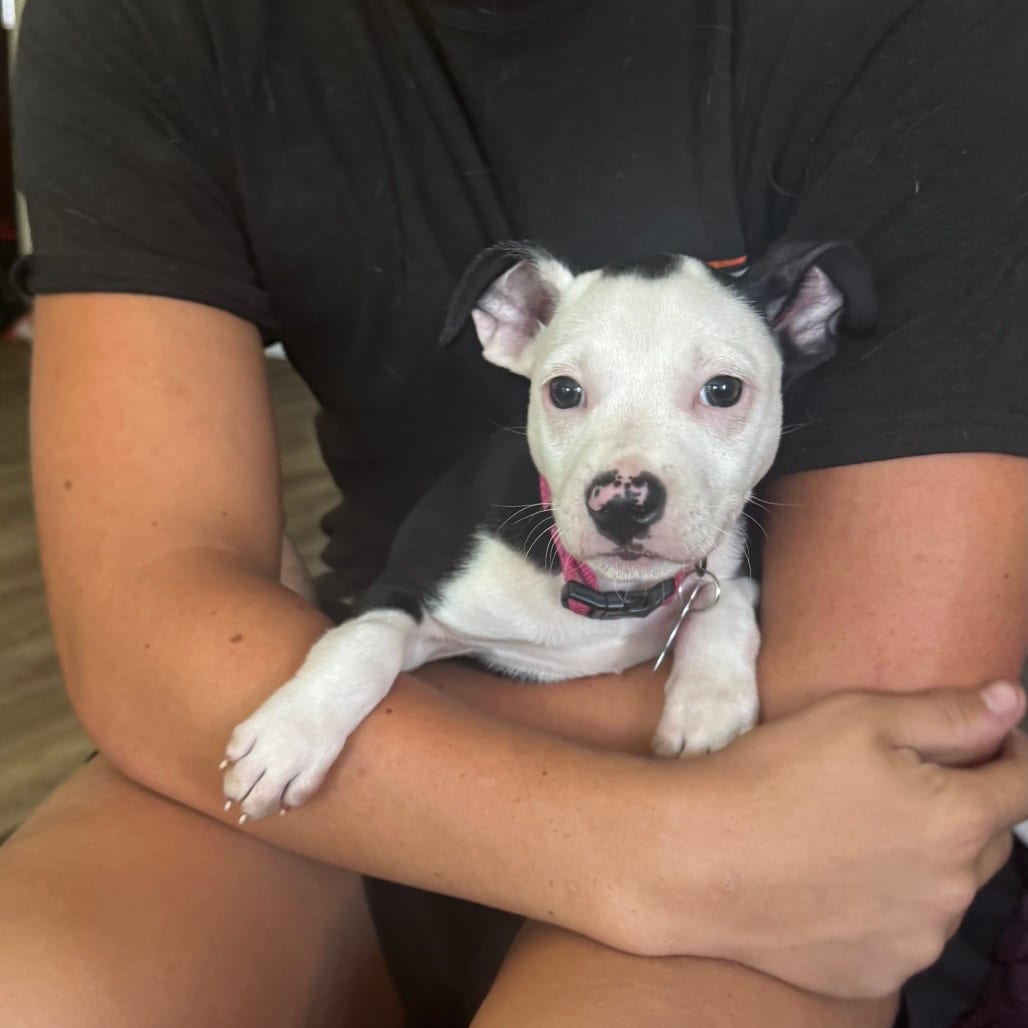 Photo of Rain Drop, adoptable Terrier, American Staffordshire / Chihuahua in Oceanside, California