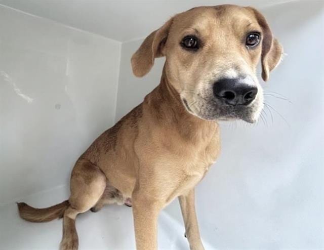 Photo of Senior Labrador Retriever mix, adoptable Labrador Retriever mix in Houston, Texas