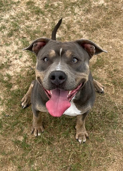 Photo of Beechi, adoptable dog in Atlanta, Georgia