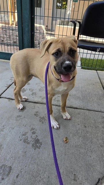 Photo of Shimmer, adoptable Pit Bull Terrier in San Jose, California