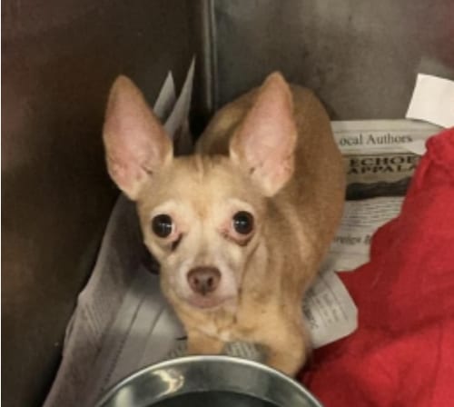 Photo of Rosita, adoptable Chihuahua in Gilberts, Illinois