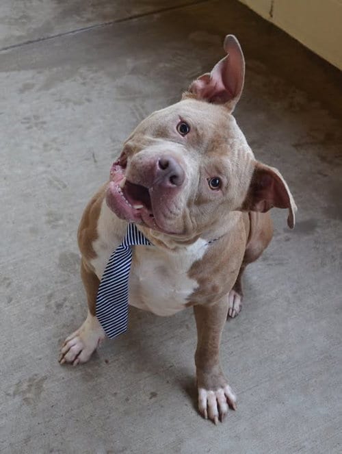 Photo of Smoke, adoptable American Pit Bull Terrier in McKinney, Texas