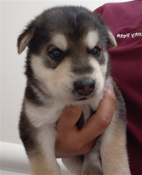 Photo of A659303, adoptable German Shepherd Dog in Houston, Texas