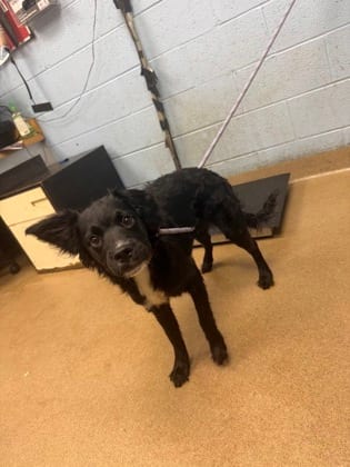 Photo of Smedley, adoptable dog in Chamblee, Georgia