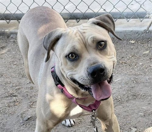 Photo of Shirley, adoptable Pit Bull Terrier in Martinez, California