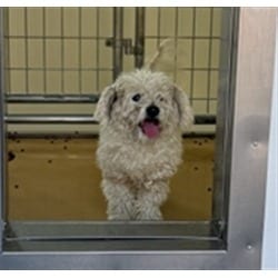 Photo of Ryku, adoptable Poodle (Miniature) in San Bernardino, California