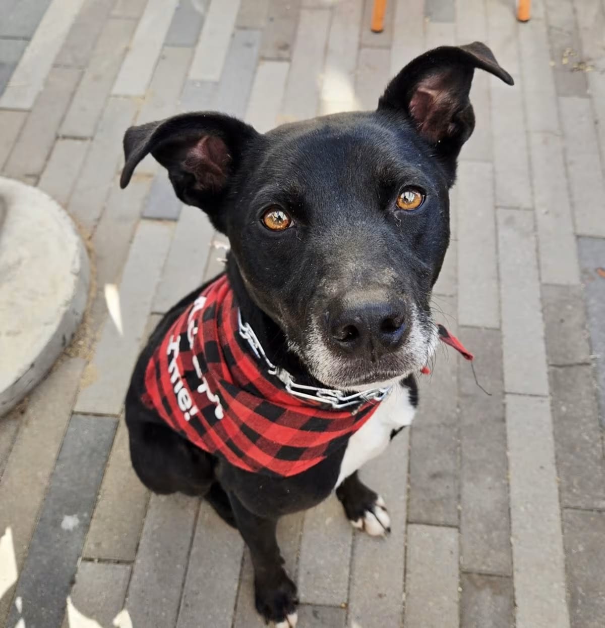 Photo of Drake, adoptable Labrador Retriever in Littleton, Colorado