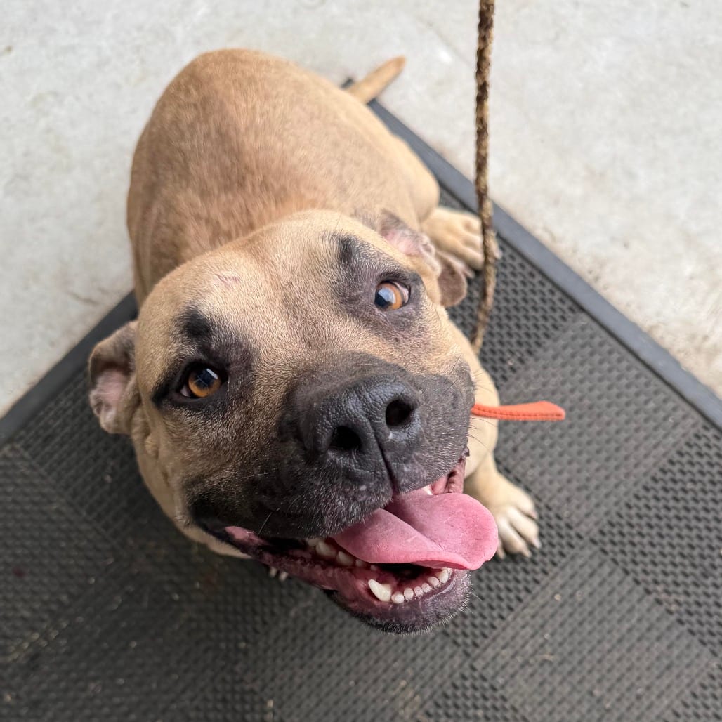 Photo of Sissy, adoptable Terrier / Mix in Marshall, Texas