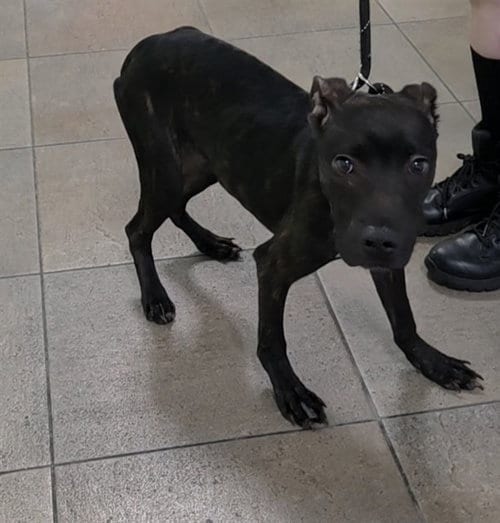 Photo of Kevin, adoptable American Staffordshire Terrier in Fort Lauderdale, Florida