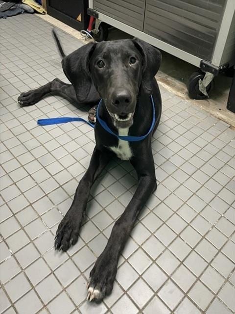 Photo of Chu-Chu, adoptable Great Dane in Killeen, Texas