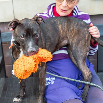 Photo of Mariah, adoptable dog in Chamblee, Georgia