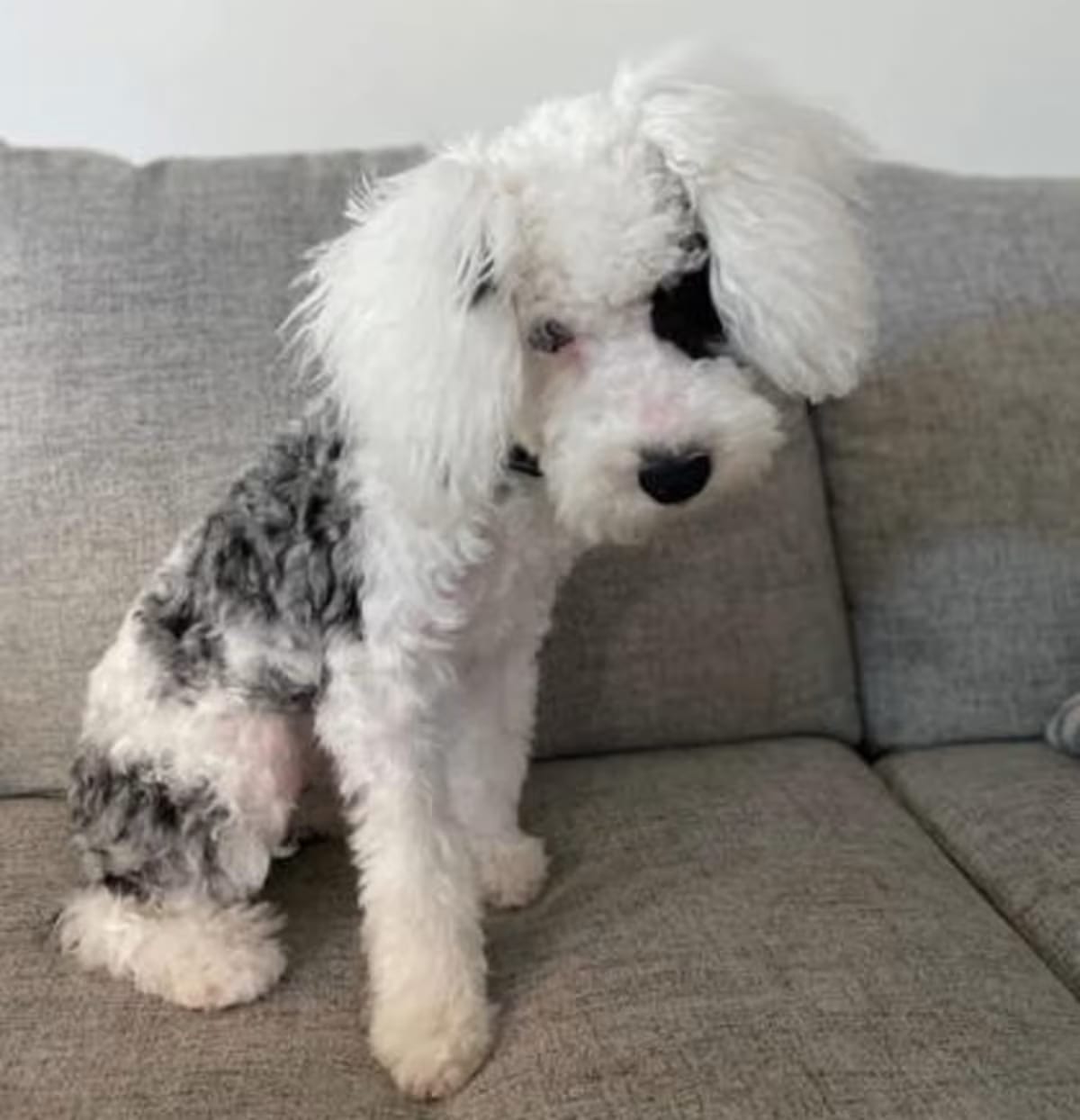 Photo of Bonk, adoptable Poodle (Miniature)/Old English Sheepdog in Malvern, Pennsylvania