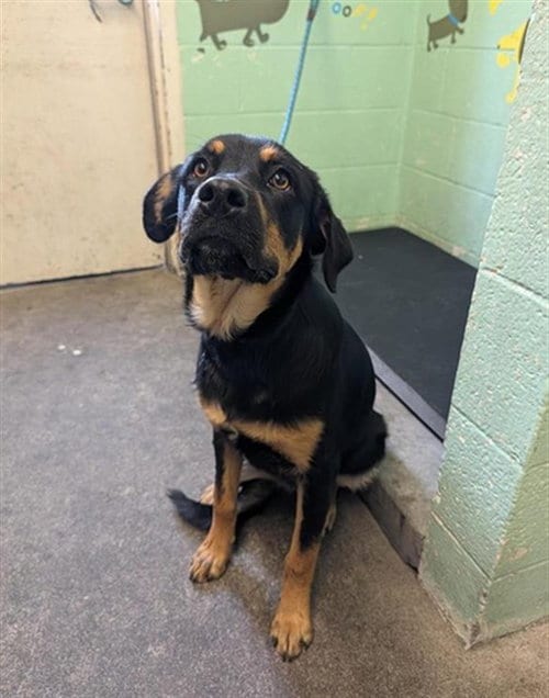 Photo of Clairo, adoptable Rottweiler in Sacramento, California