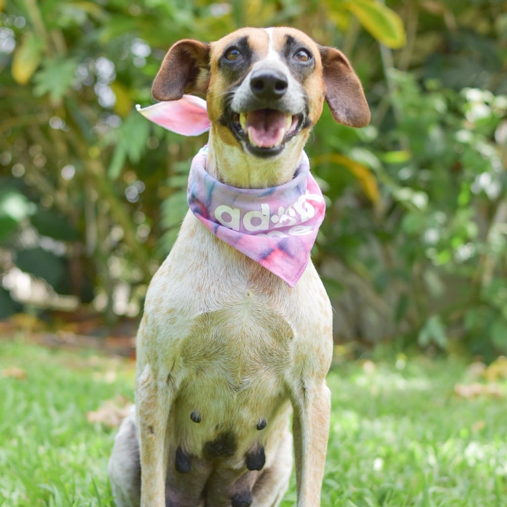 Photo of Nessie, adoptable Mixed Breed (Medium)