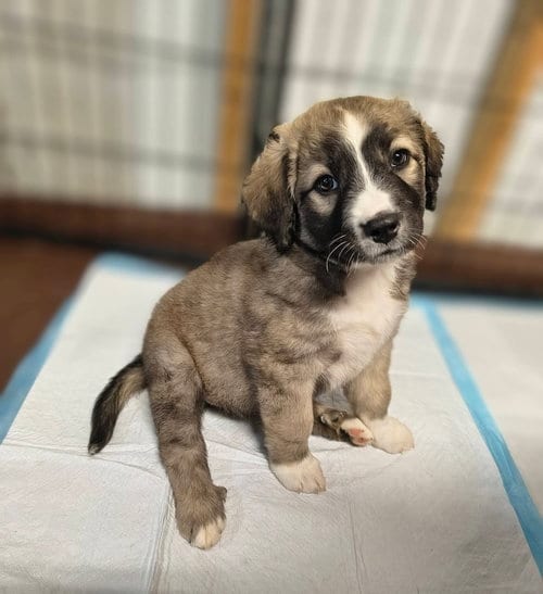 Photo of Candy Bars : Kit Kat, adoptable Border Collie in Aurora, Indiana
