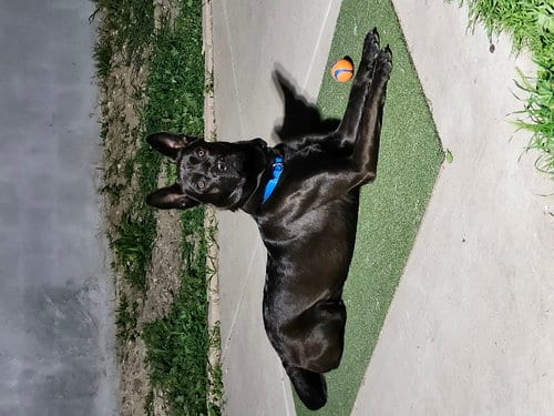 Photo of Teddy, adoptable German Shepherd Dog in San Diego, California