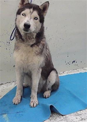 Photo of Lance, adoptable Siberian Husky in Houston, Texas