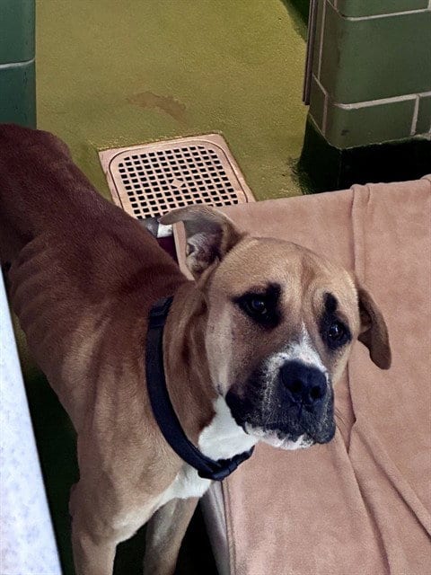 Photo of Kiko, adoptable Black Mouth Cur in Dallas, Texas