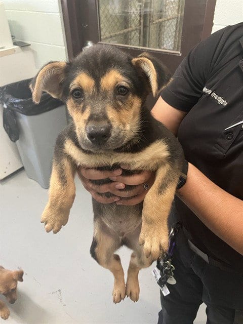 Photo of Hiro, adoptable German Shepherd Dog in Corpus Christi, Texas