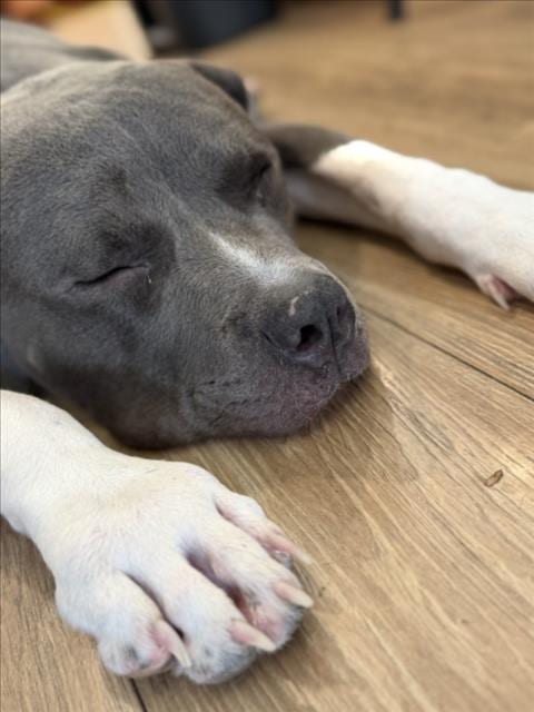 Photo of Kylo, adoptable Pit Bull Terrier in Las Vegas, Nevada