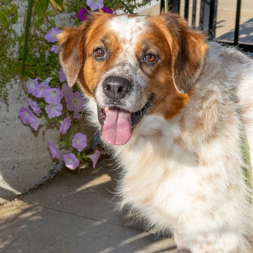Photo of Shannon, adoptable Australian Cattle Dog/Blue Heeler in St Louis, Missouri