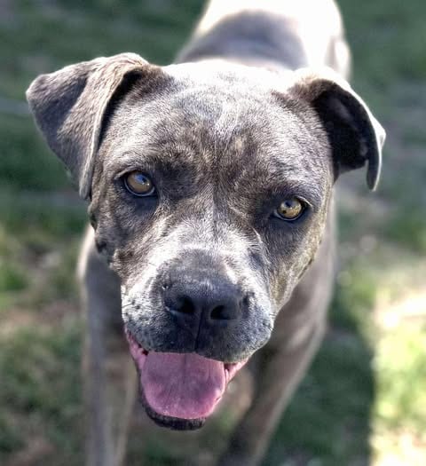 Photo of Freesia, adoptable Pit Bull Terrier in La Verne, California