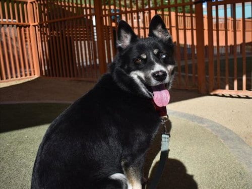 Photo of Flobalina, adoptable Australian Shepherd in Las Vegas, Nevada