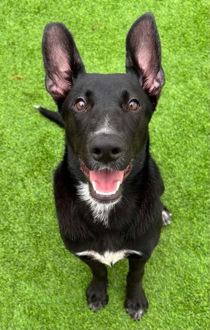 Photo of Dory, adoptable Retriever/Mix in The Colony, Texas