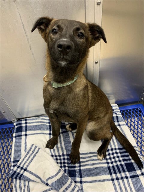 Photo of Dottie, adoptable Belgian Shepherd Malinois in Fairbanks, Alaska