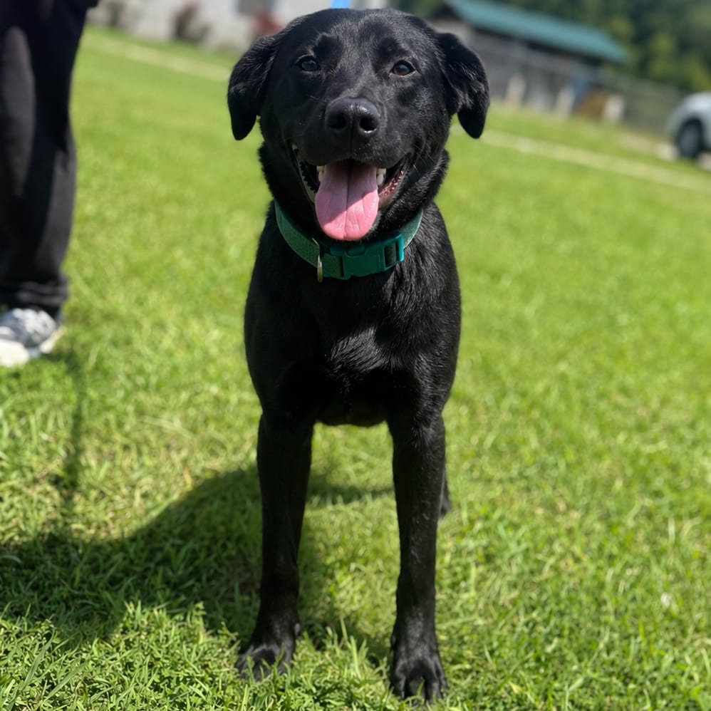Photo of Leo, adoptable Mixed Breed (Large) / Retriever, Black Labrador in Corinth, Mississippi