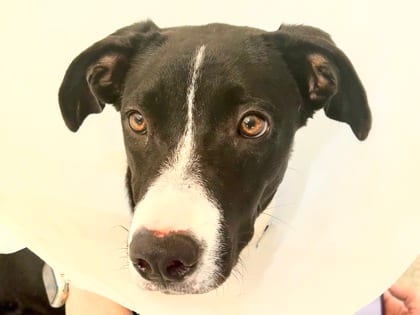 Photo of Potion, adoptable dog in Georgetown, Texas
