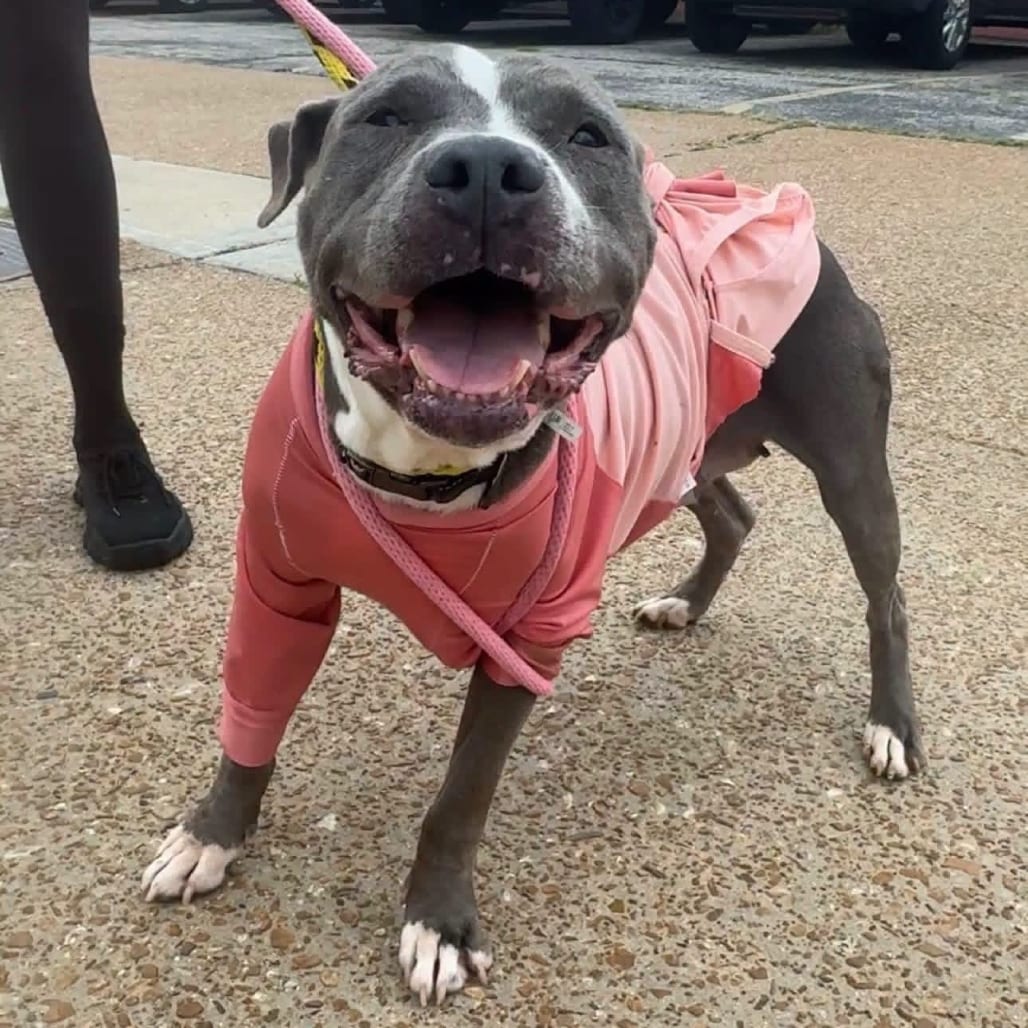 Photo of Pennie Pendulum, adoptable Mixed Breed (Medium) in St. Louis, Missouri