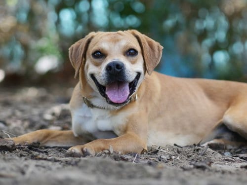 Photo of Walt, adoptable Redbone Coonhound in Tavares, Florida