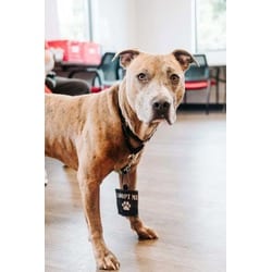 Photo of Bogart, adoptable Mixed Breed (Medium) in New Castle, Delaware