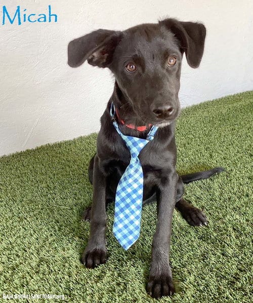 Photo of Micah, adoptable Black Labrador Retriever in San Diego, California