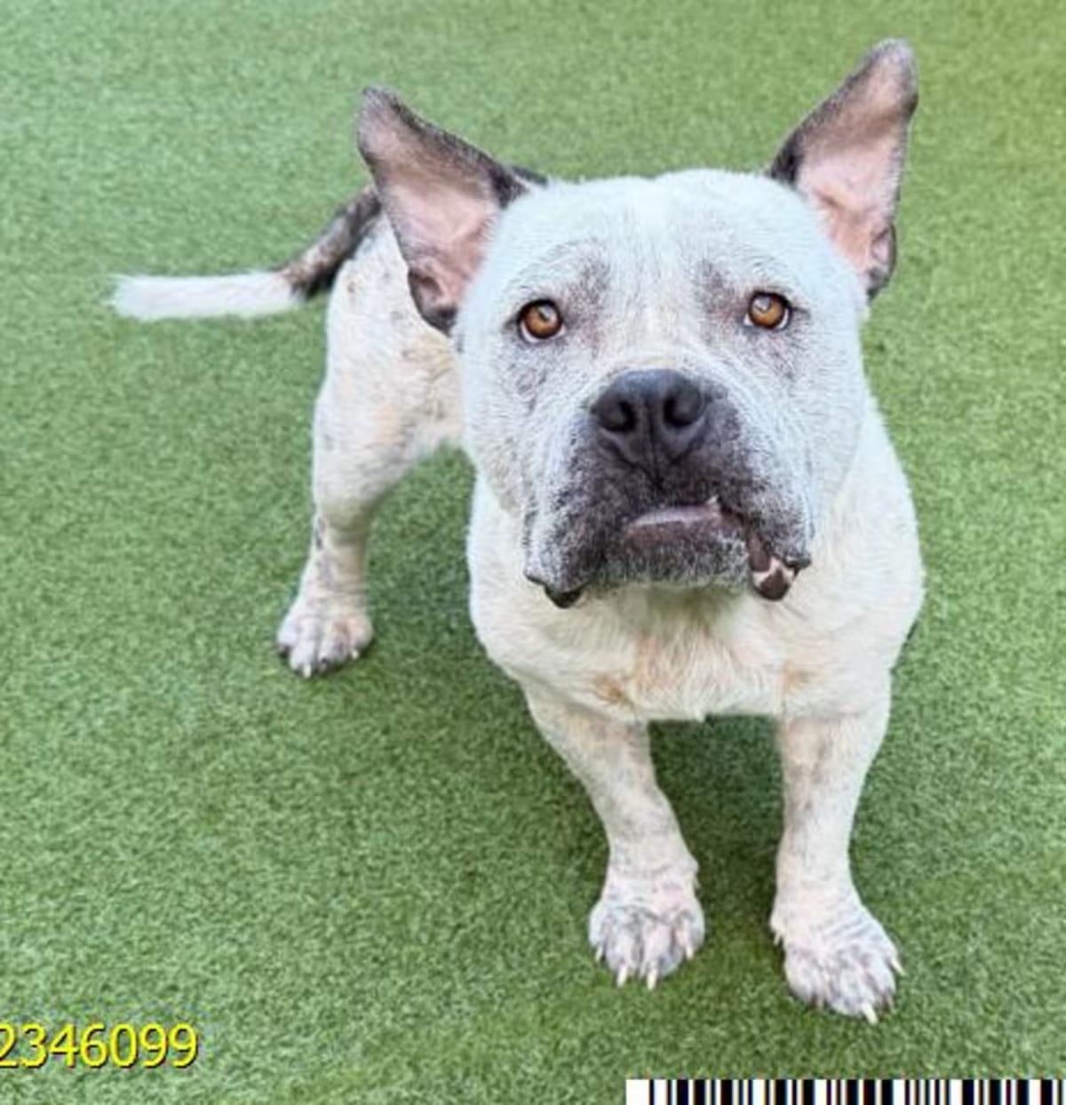 Photo of Chance, adoptable Mixed Breed (Medium) in West Palm Beach, Florida