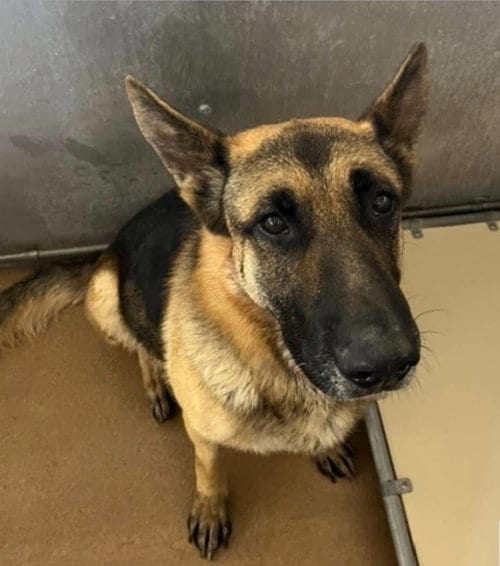 Photo of Squib, adoptable German Shepherd Dog in Salt Lake City, Utah