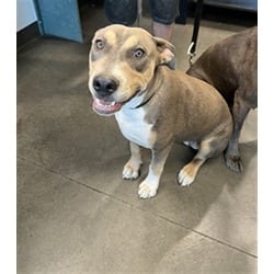 Photo of Lady, adoptable American Staffordshire Terrier in Chatsworth, California