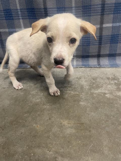 Photo of Booker, adoptable Labrador Retriever in Rosenberg, Texas