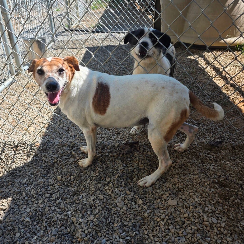 Photo of Charlotte, adoptable Feist / Mix