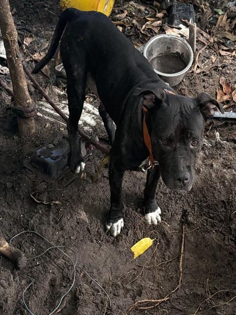 Photo of Midnight, adoptable Terrier in Miami, Florida