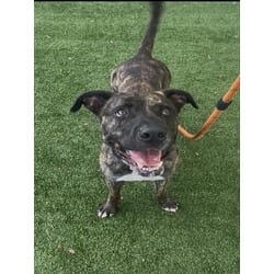 Photo of Ace, adoptable Terrier (Unknown Type, Medium) in Doral, Florida