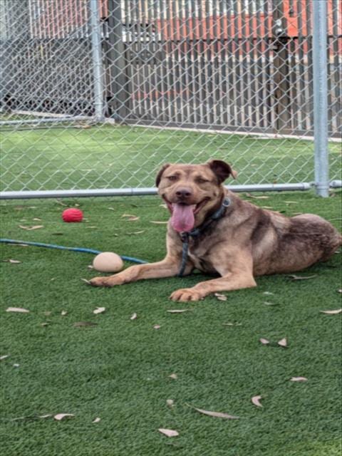 Photo of Drako, adoptable Pit Bull Terrier in Los Angeles, California