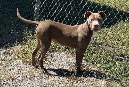 Photo of Beckett, adoptable Pit Bull Terrier in Augusta, Georgia