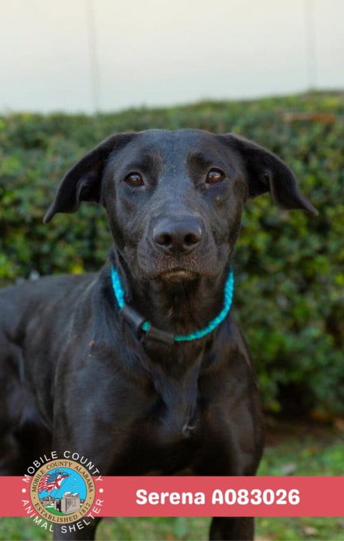 Photo of Serena, adoptable Labrador Retriever in Mobile, Alabama