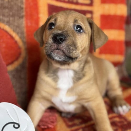 Photo of Justice Pup - Chamber, adoptable Labrador Retriever in San Diego, California